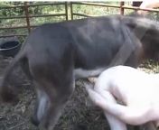 Осёл трахнул мужика