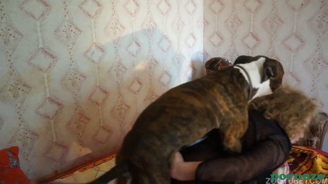 Кобель сношает 38 летнюю русскую бабу в киску, домашний зоо секс