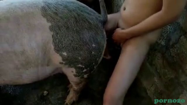 Турок трахает свинью в загородке, домашнее зоо порно видео